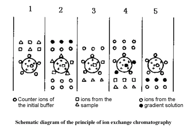 Principle of ion exchange chromatography