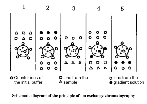Принцип ионообменной хроматографии